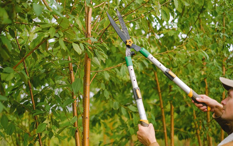 Tree trimming in Varina, IA