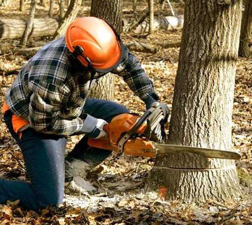 Tree Removal in Varina, IA
